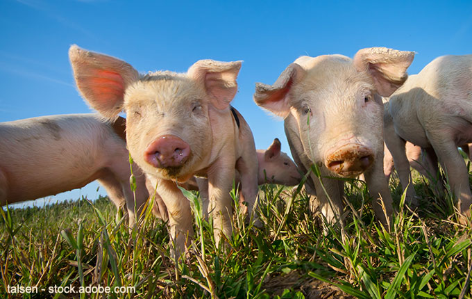 Schweine unter blauem Himmel im grünen Gras